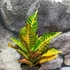 Kép 7/7 - Codiaeum Moar Yellow