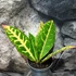 Kép 2/6 - Codiaeum Petra
