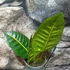 Kép 3/6 - Codiaeum Petra