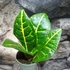 Kép 6/6 - Codiaeum Petra