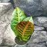 Kép 5/6 - Codiaeum Petra
