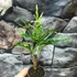 Kép 4/6 - Codiaeum Pictum