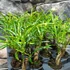 Kép 6/6 - Codiaeum Pictum