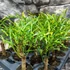 Kép 1/6 - Codiaeum Pictum