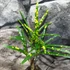 Kép 2/6 - Codiaeum Pictum