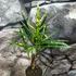 Kép 3/6 - Codiaeum Pictum