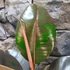 Kép 3/9 - Ficus Pink Camouflage