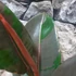 Kép 6/9 - Ficus Pink Camouflage