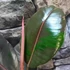 Kép 7/9 - Ficus Pink Camouflage