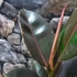 Kép 4/9 - Ficus Pink Camouflage