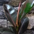 Kép 2/9 - Ficus Pink Camouflage