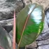Kép 8/9 - Ficus Pink Camouflage