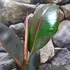 Kép 9/9 - Ficus Pink Camouflage