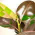 Kép 1/9 - Ficus Pink Camouflage