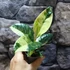 Kép 2/6 - Ficus elastica Shivereana