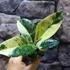 Kép 3/6 - Ficus elastica Shivereana