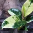 Kép 4/6 - Ficus elastica Shivereana