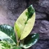 Kép 5/6 - Ficus elastica Shivereana
