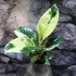 Kép 6/6 - Ficus elastica Shivereana