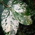 Kép 1/12 - Ficus Aspera Variegata