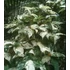 Kép 9/12 - Ficus Aspera Variegata