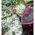 Kép 3/12 - Ficus Aspera Variegata
