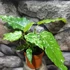 Kép 8/12 - Ficus Aspera Variegata