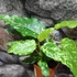 Kép 2/12 - Ficus Aspera Variegata