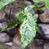 Kép 5/12 - Ficus Aspera Variegata