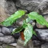 Kép 6/12 - Ficus Aspera Variegata