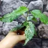 Kép 10/12 - Ficus Aspera Variegata