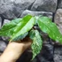 Kép 11/12 - Ficus Aspera Variegata