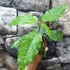 Kép 12/12 - Ficus Aspera Variegata