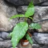 Kép 7/12 - Ficus Aspera Variegata