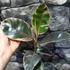 Kép 2/7 - Ficus elastica 'Belize'