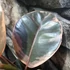 Kép 3/7 - Ficus elastica 'Belize'