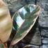 Kép 4/7 - Ficus elastica 'Belize'