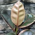 Kép 5/7 - Ficus elastica 'Belize'