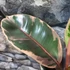 Kép 6/7 - Ficus elastica 'Belize'