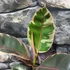 Kép 7/7 - Ficus elastica 'Belize'