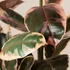 Kép 1/7 - Ficus elastica 'Belize'