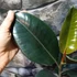 Kép 4/7 - Ficus elastica 'Abidjan'