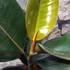 Kép 2/7 - Ficus elastica 'Abidjan'