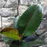 Kép 3/7 - Ficus elastica 'Abidjan'