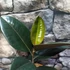 Kép 5/7 - Ficus elastica 'Abidjan'