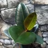 Kép 6/7 - Ficus elastica 'Abidjan'
