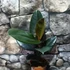 Kép 7/7 - Ficus elastica 'Abidjan'