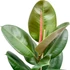 Kép 1/6 - Ficus elastica Robusta