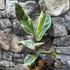 Kép 3/5 - Ficus elastica 'Tineke'