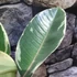 Kép 5/5 - Ficus elastica 'Tineke'